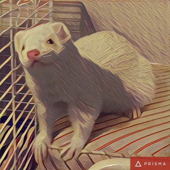 Meet your Posher, Corey - Picture 1 of 1